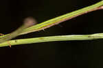 Fringed yellow star-grass